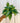 4" Philodendron 'Green Stripe'
