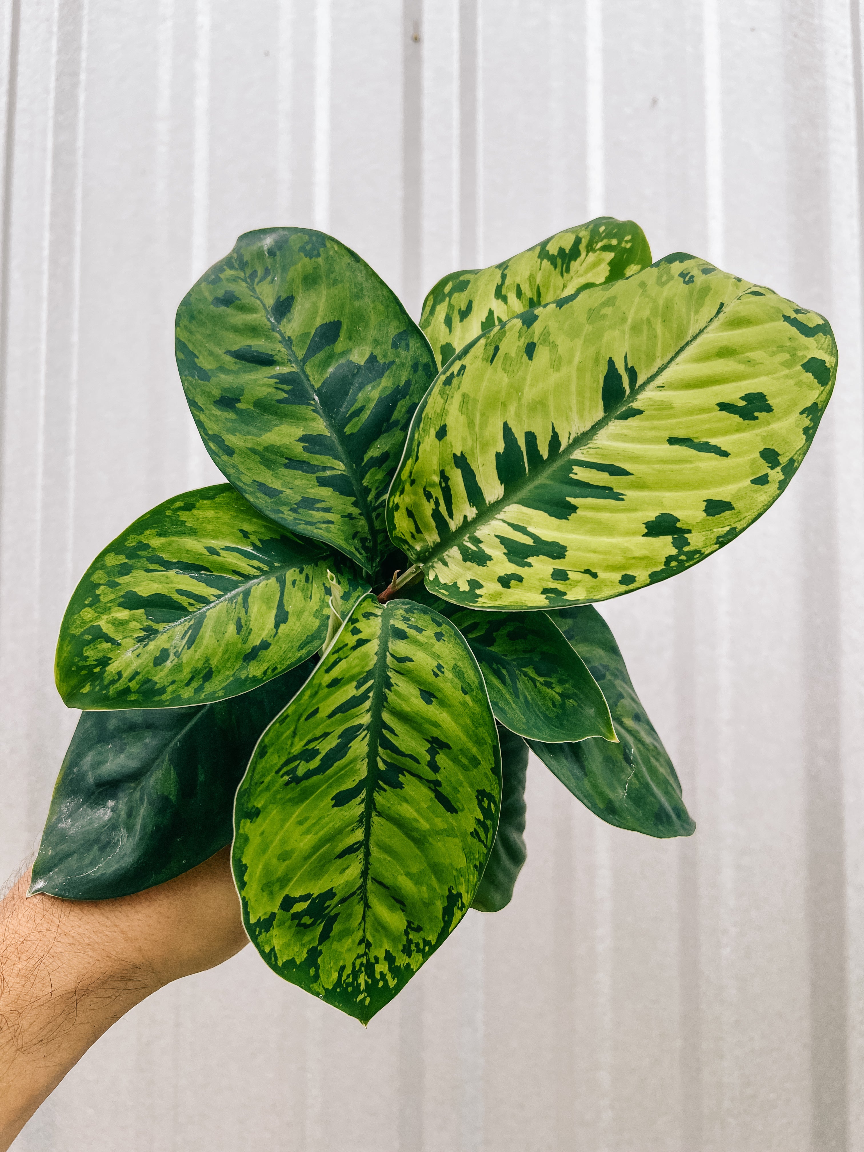 homalomena camouflage vs aglaonema 4" Homalomena 'Wallisii Camouflage'