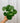 4" Farfugium Japonicum 'Tractor Seat'