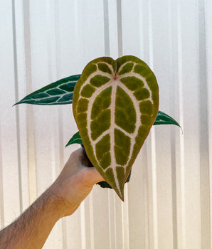 4" Anthurium 'Crystallinum x Unknown'