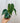 4" Philodendron 'Glorious'
