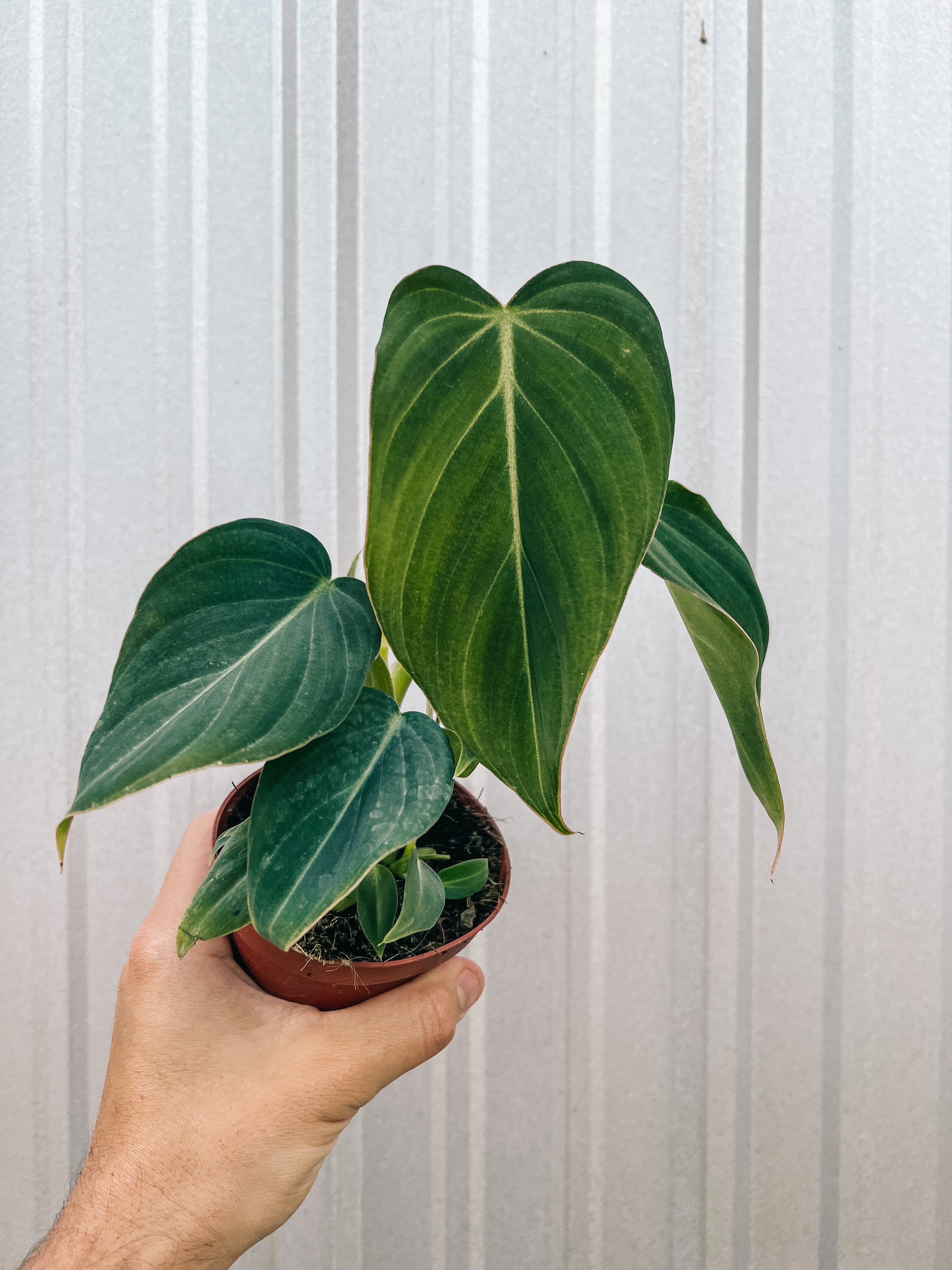 philodendron crino 4" Philodendron 'Glorious'