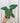 4" Philodendron 'McDowell'