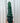 4" Cereus Forbesii 'Spiralis'