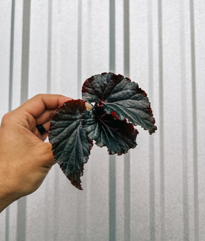2" Begonia Angel Wing 'Black Magic'