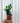 2" Zamioculcas Zamiifolia 'ZZ Plant'