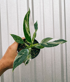 4" Philodendron 'White Wizard'