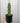 4" Myrtillocactus Geometrizans 'Boobie Cactus'
