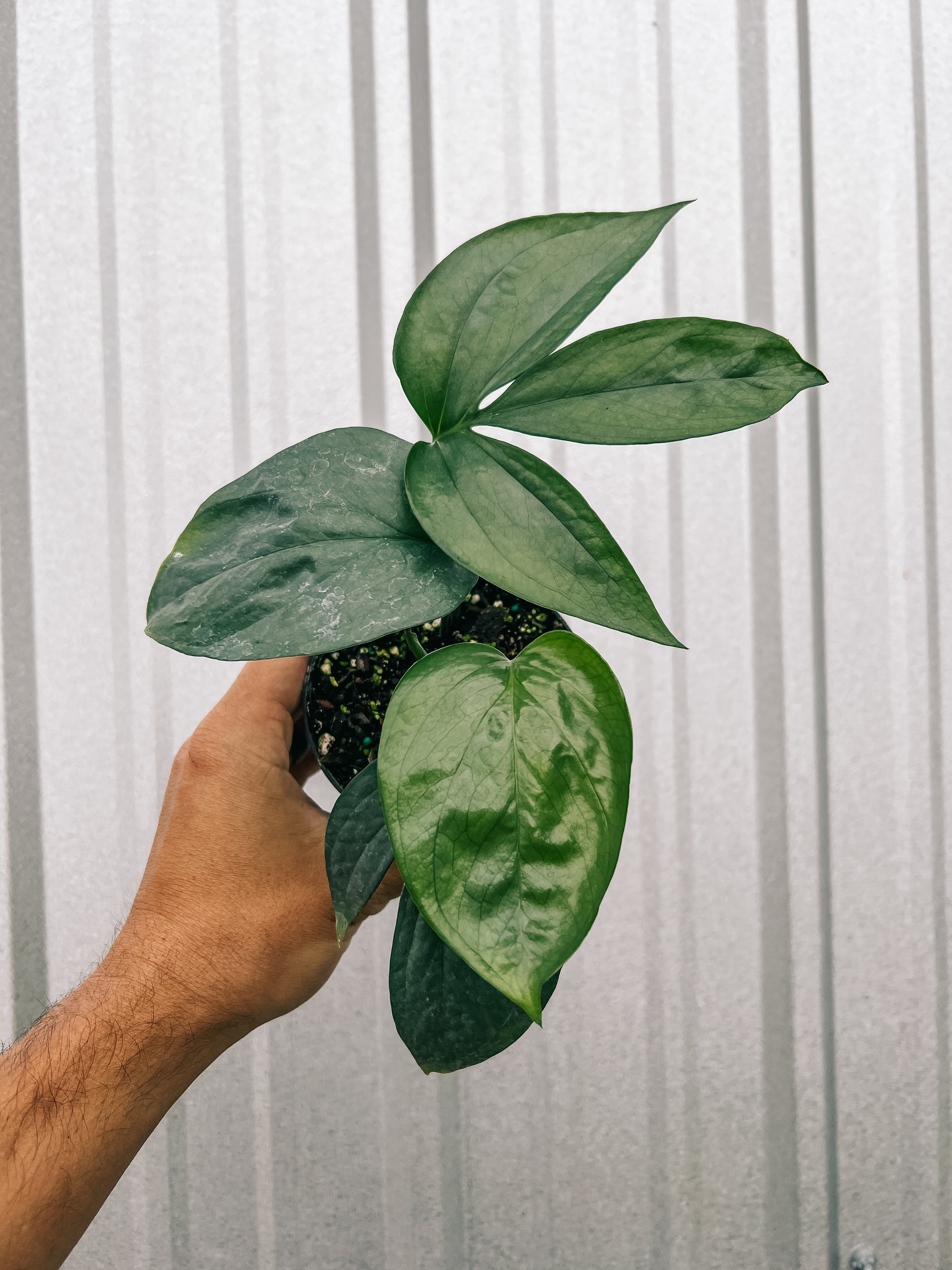 philodendron amydrium silver 4" Amydrium 'Silver' – BWH Plant Co