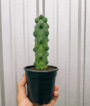 4" Myrtillocactus Geometrizans 'Boobie Cactus'