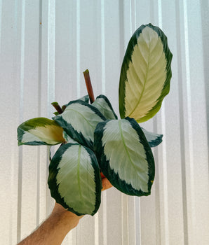 4" Calathea 'Royal'
