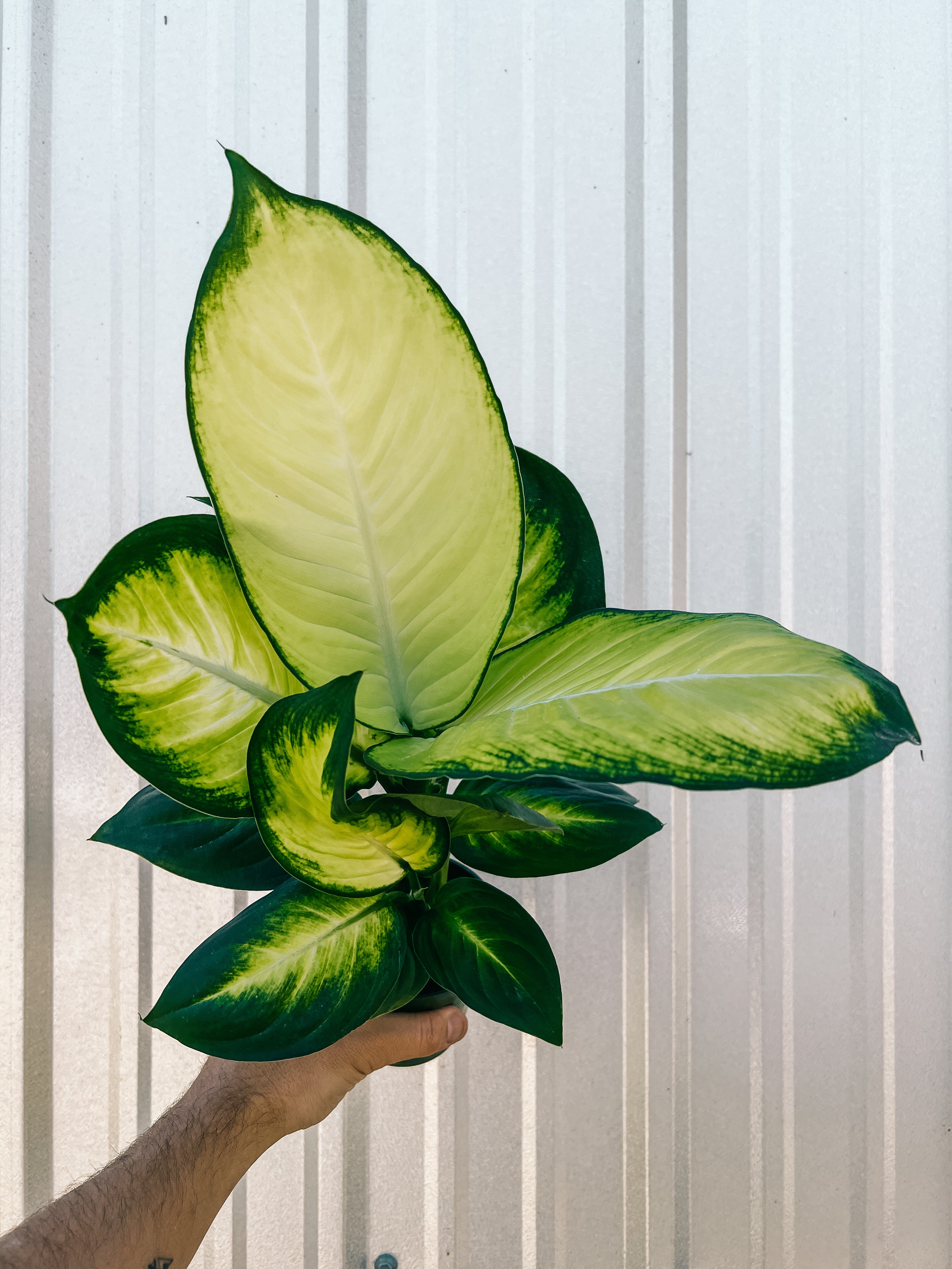 dieffenbachia pink leaves 4" Dieffenbachia 'Camille'