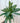 6" Aglaonema 'Maria Christina'