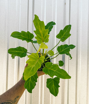 4” Philodendron 'Golden Xanadu'