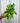 4" Epipremnum 'Neon Njoy'