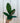 5" Anthurium Wilfordii x Reflexinervium