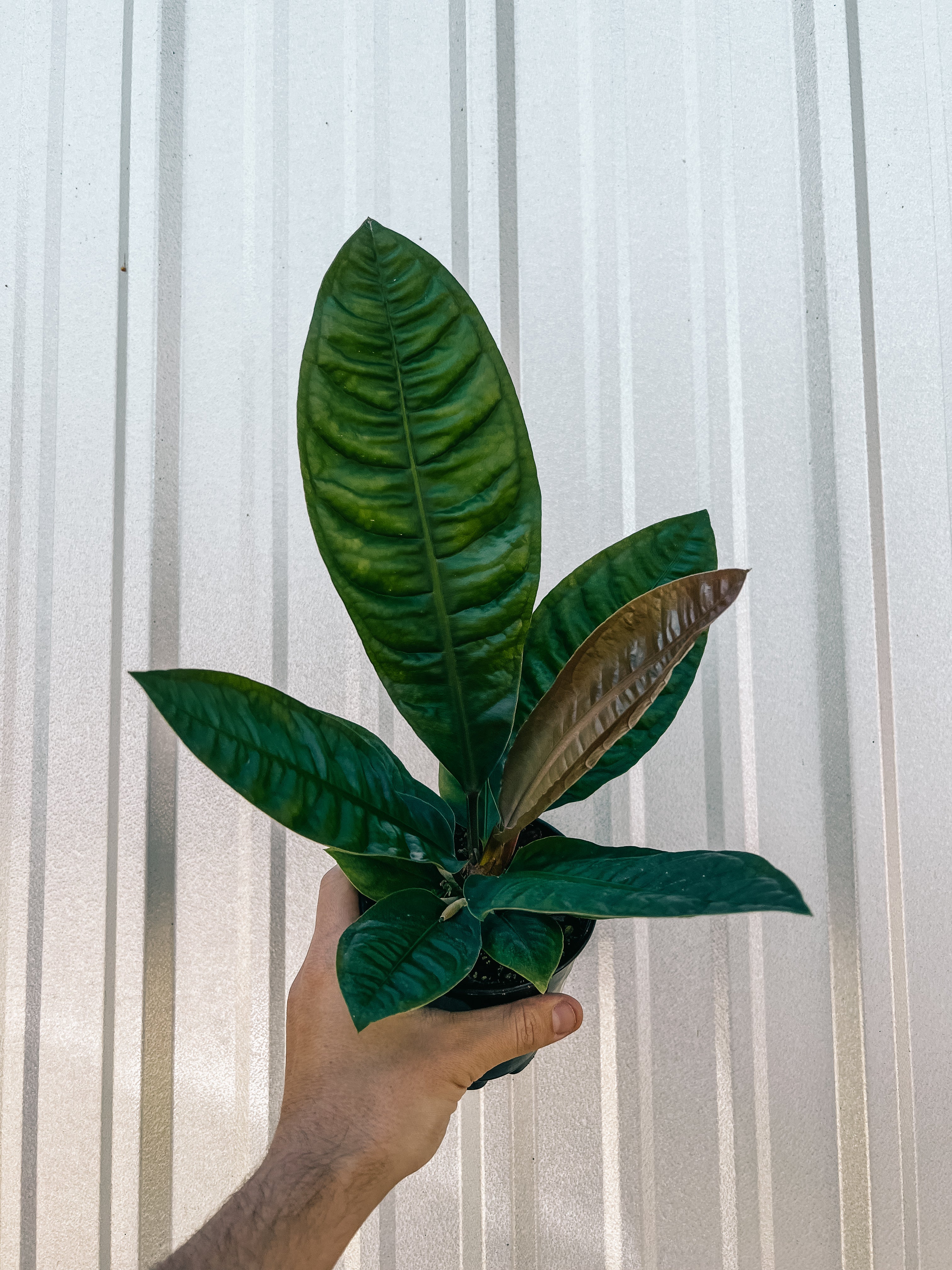 anthurium reflexinervium 5" Anthurium Wilfordii x Reflexinervium