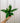 4" Spathiphyllum 'Flower Bunch'