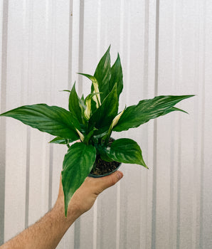 4" Spathiphyllum 'Flower Bunch'