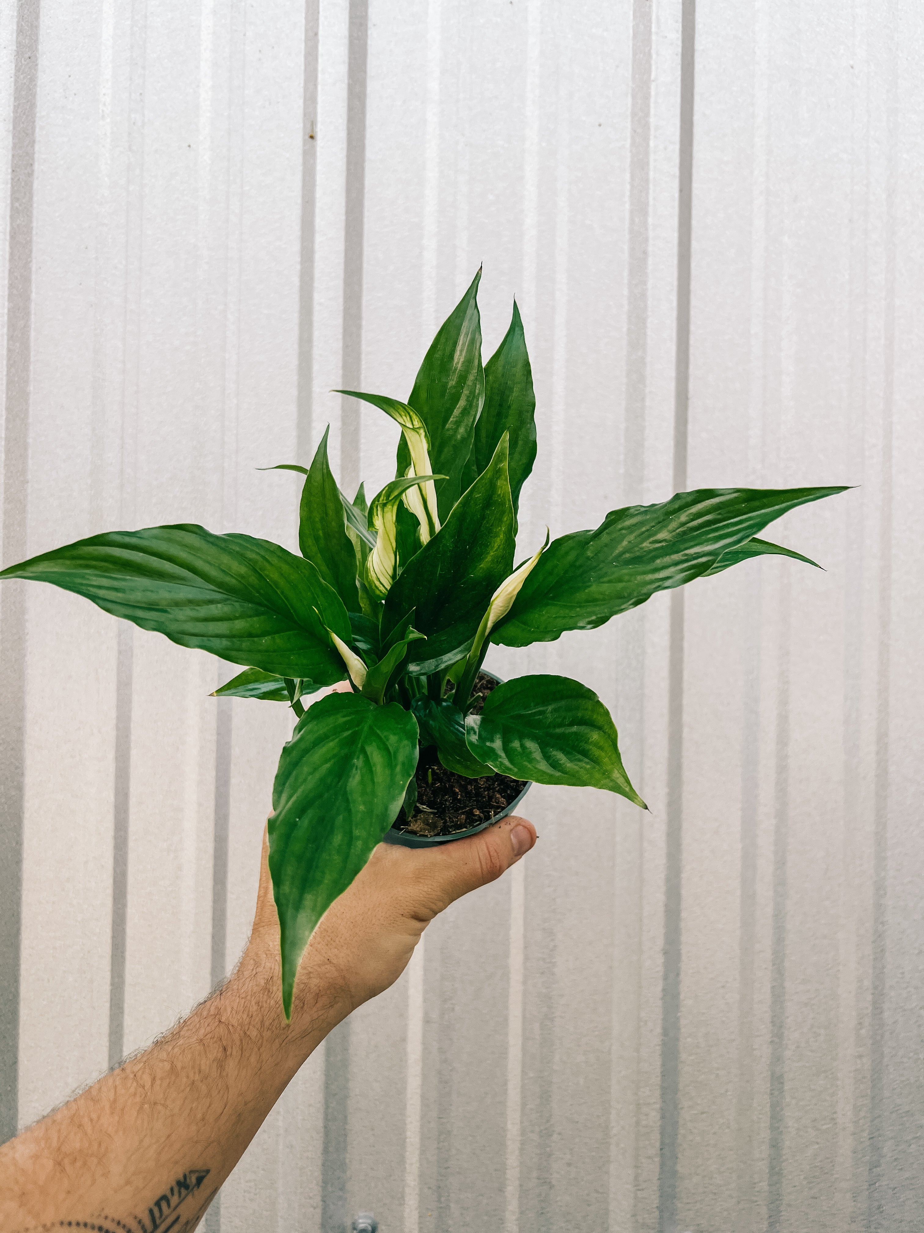 peace lily wavy leaves 4" Spathiphyllum 'Flower Bunch'