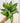 6" Spathiphyllum 'Platinum Mist'