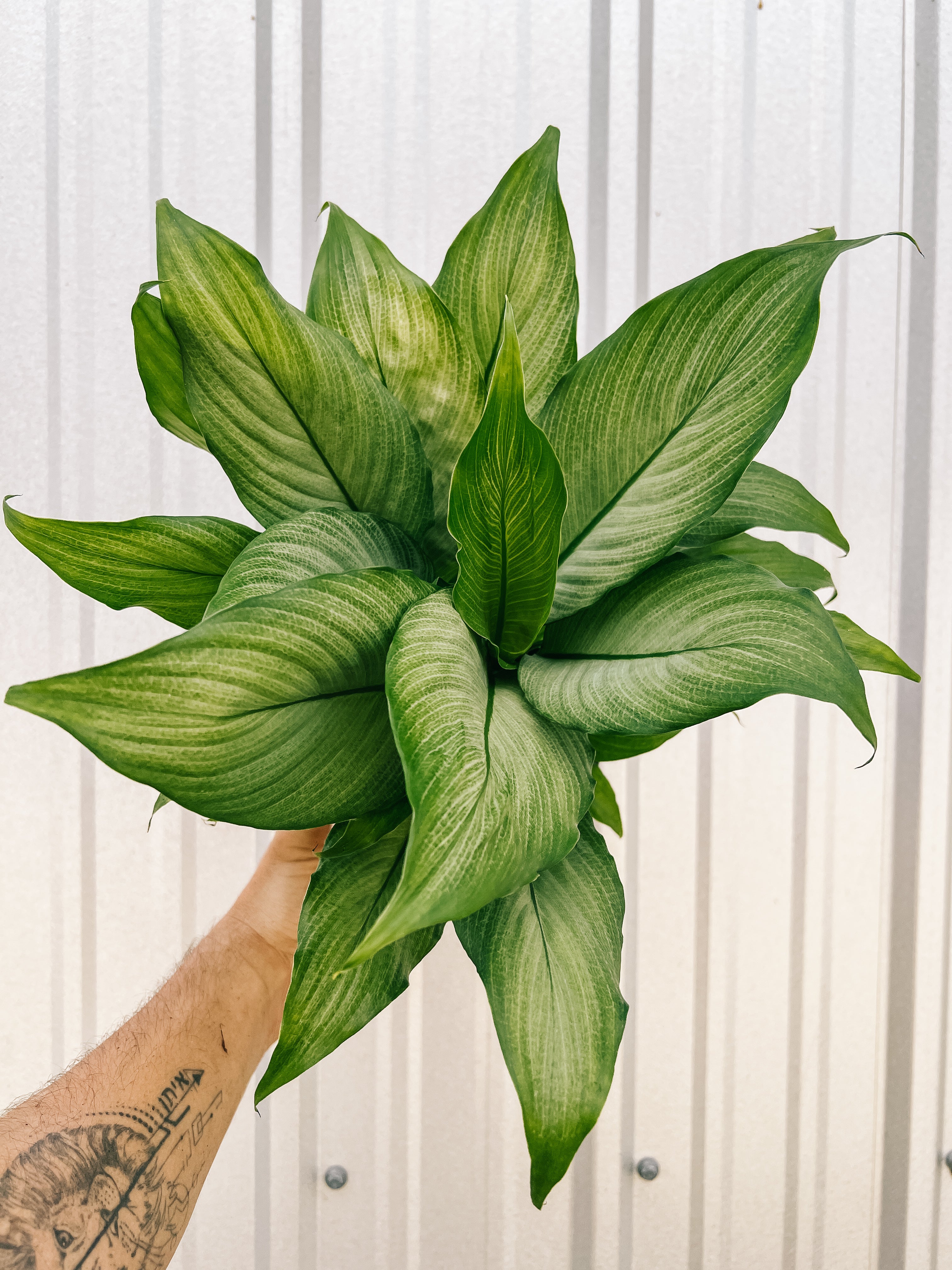 do you mist peace lily 6" Spathiphyllum 'Platinum Mist'
