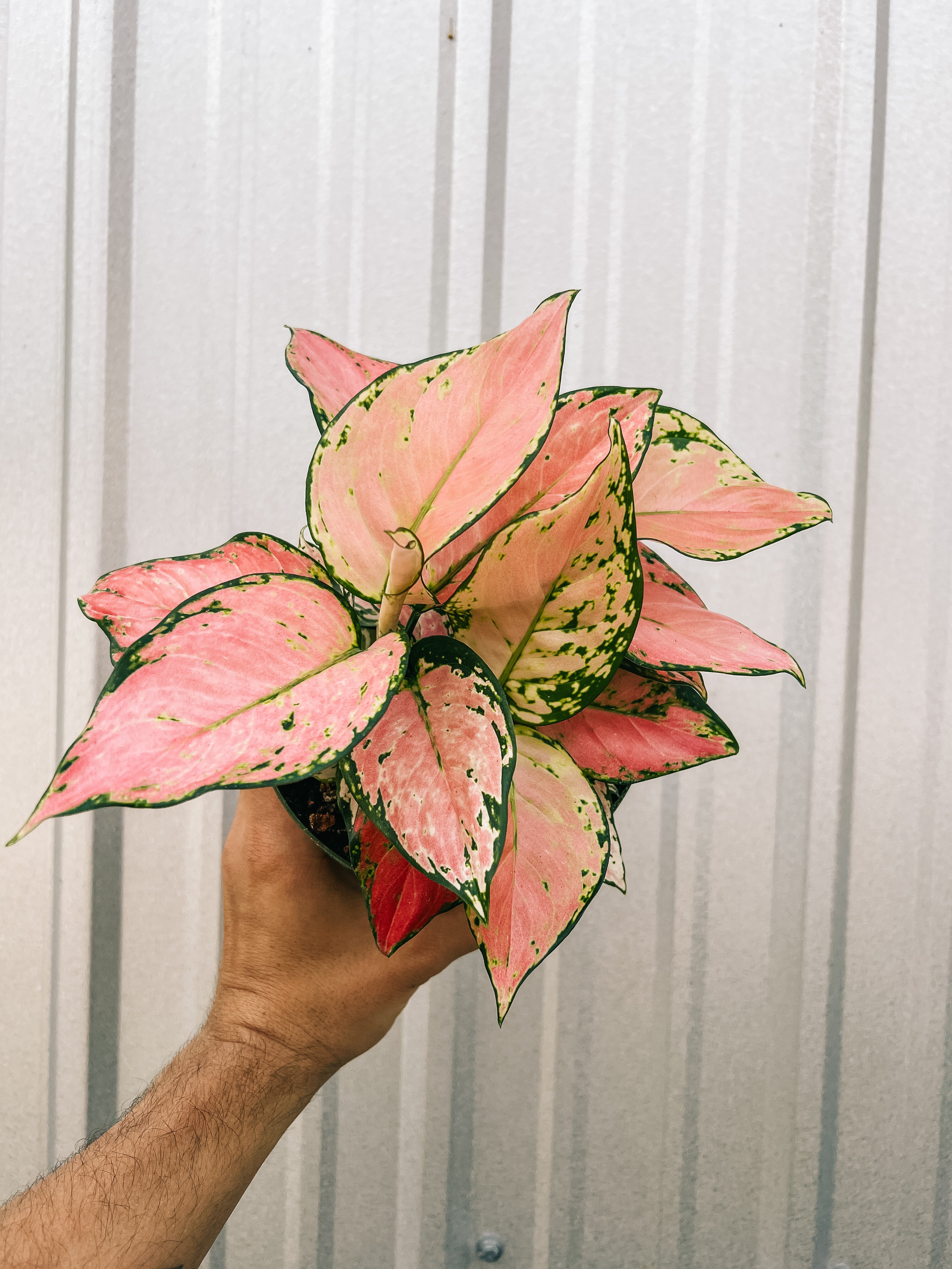 aglaonema rose pink 6" Aglaonema 'Pink Valentine'