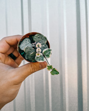 A person holding a small potted plant with heart-shaped leaves that are variegated in pink and cream colors.