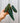 3" Philodendron 'Gigas’