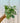 A person holding a 4-inch Pothos 'Pearls and Jade' plant with variegated white and green leaves.
