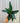 A person holding a Stromanthe 'Sanguinea' plant with long, green, and red variegated foliage.