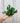 A person holding a potted Aeschynanthus Black Pagoda 'Tiger Lipstick' plant with green and burgundy leaves against a corrugated metal background.