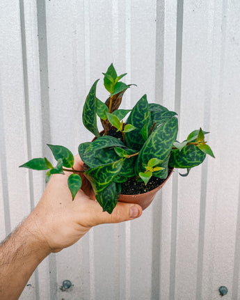 A person holding a potted Aeschynanthus Black Pagoda 'Tiger Lipstick' plant with green and burgundy leaves against a corrugated metal background.