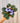 4" African Violet assorted