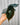 A hand holding a Alocasia 'Azlanii' plant with glossy, iridescent, deep green to purple leaves against a metal background.