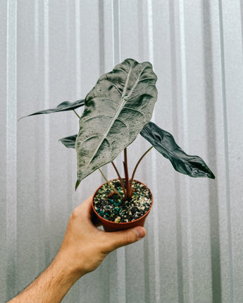 A person holding a potted Alocasia 'Chantrieri' plant against a metal background