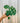 A hand holding a 4-inch Alocasia 'Hilo Beauty' plant with green and white patterned leaves against a metal background.