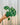 A hand holding a 4-inch Alocasia 'Hilo Beauty' plant with green and white patterned leaves against a metal background.