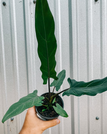 A person holding a potted Alocasia Lauterbachiana 'Purple Sword' plant against a metal background