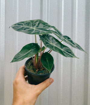4" Alocasia 'Morocco' (Pink Dragon)