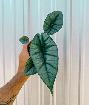4" Alocasia 'Platinum'