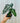 A person holding a potted Alocasia 'Polly' plant with arrow-shaped leaves and prominent white veins.