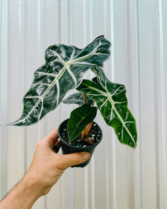 A person holding a potted Alocasia 'Polly' plant with arrow-shaped leaves and prominent white veins.