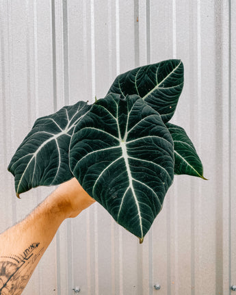 A hand holding a potted Alocasia Reginula 'Black Velvet' plant with deep green leaves against a metal background