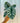 Hand holding an Alocasia 'Silver Dragon' plant against a metal background