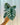 Hand holding an Alocasia 'Silver Dragon' plant against a metal background
