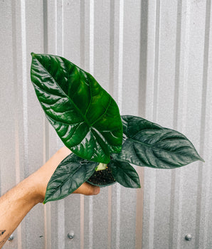 4" Alocasia Sinuata 'Quilted Dreams'