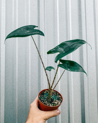 A hand holding a potted Alocasia 'Zebrina' plant with dark green arrow-shaped leaves and striped stems.