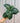 A person holding a 4-inch Aphelandra 'Zebra Plant' with bold, dark green leaves with striking white veins.