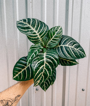 A person holding a 4-inch Aphelandra 'Zebra Plant' with bold, dark green leaves with striking white veins.